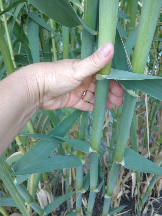 Тростник, бамбук Арундо