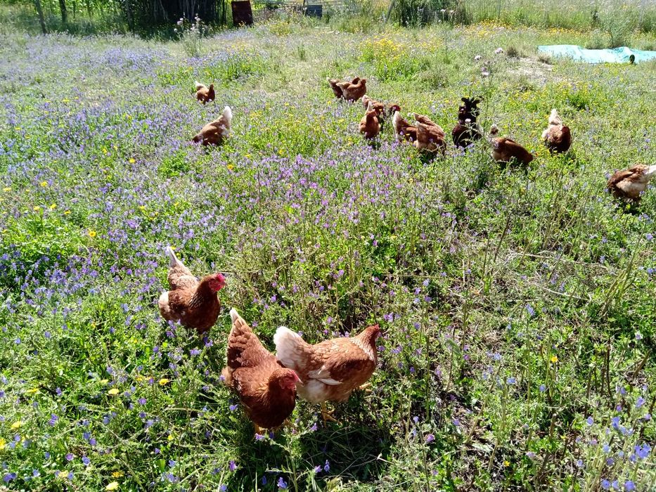 Ovos de galinhas criadas ao ar livre