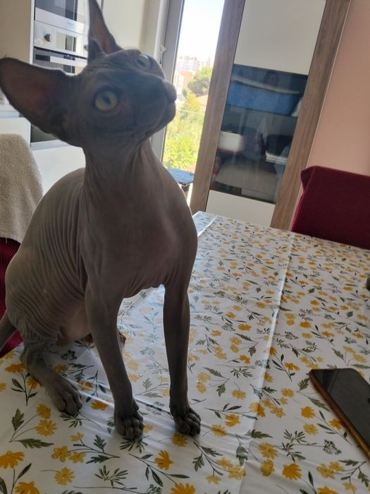 Gatos Sphynx para Venda – Elegância e Personalidade Única!