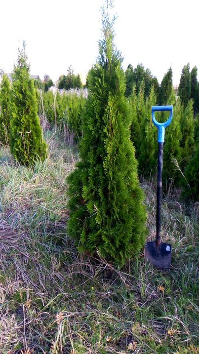 Tuje szmaragd 170-180 cm wysokości