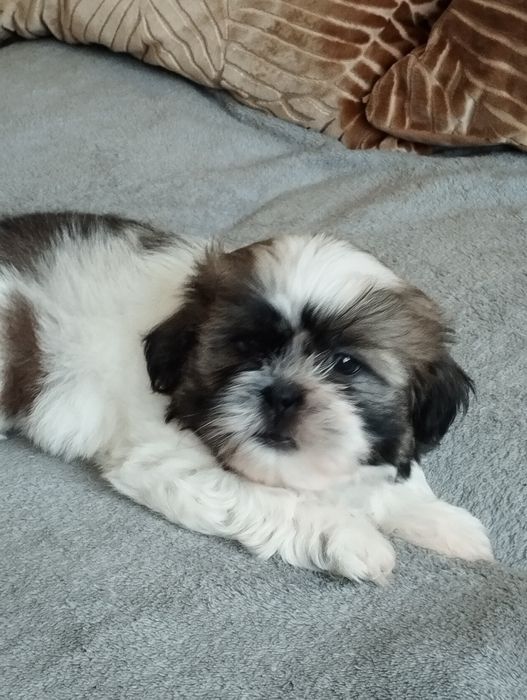 Shih tzu piękny piesek do odbioru