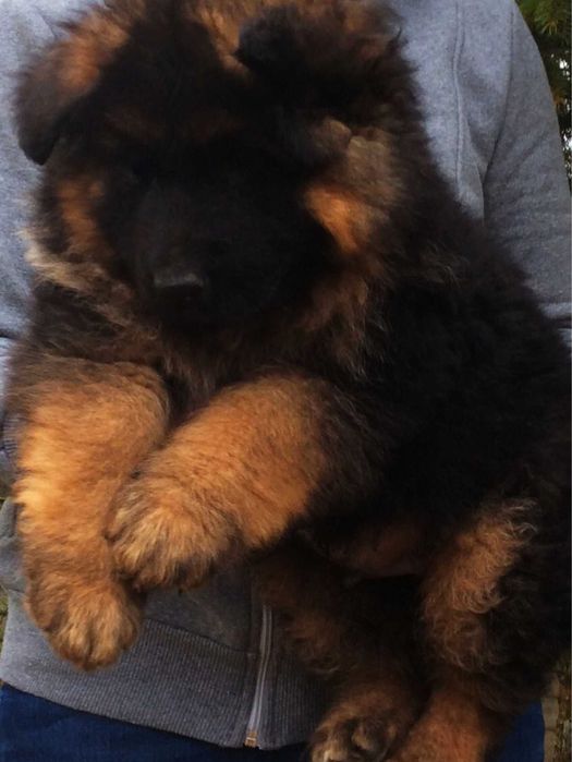 Owczarek niemiecki dlugowlosy potezny szczeniak po poteznych psach