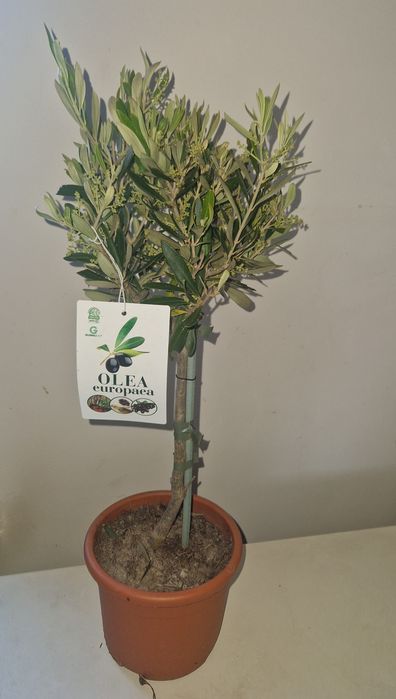 Oliwka europejska kwitnąca 60 cm