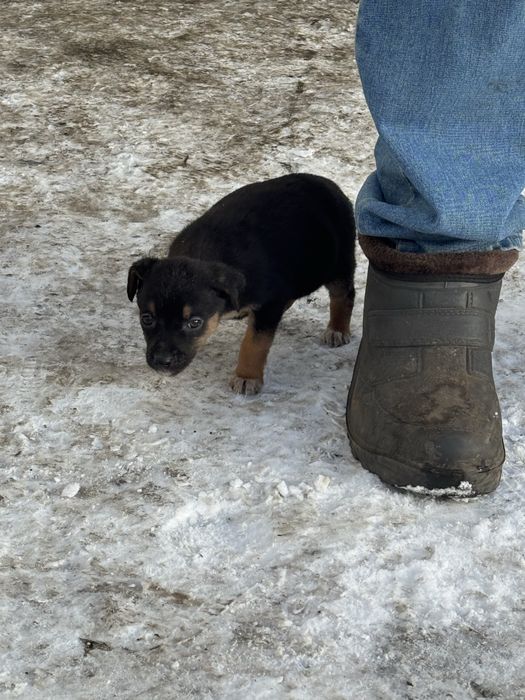Віддам цуценяток в добрі  та люблячі руки!!!