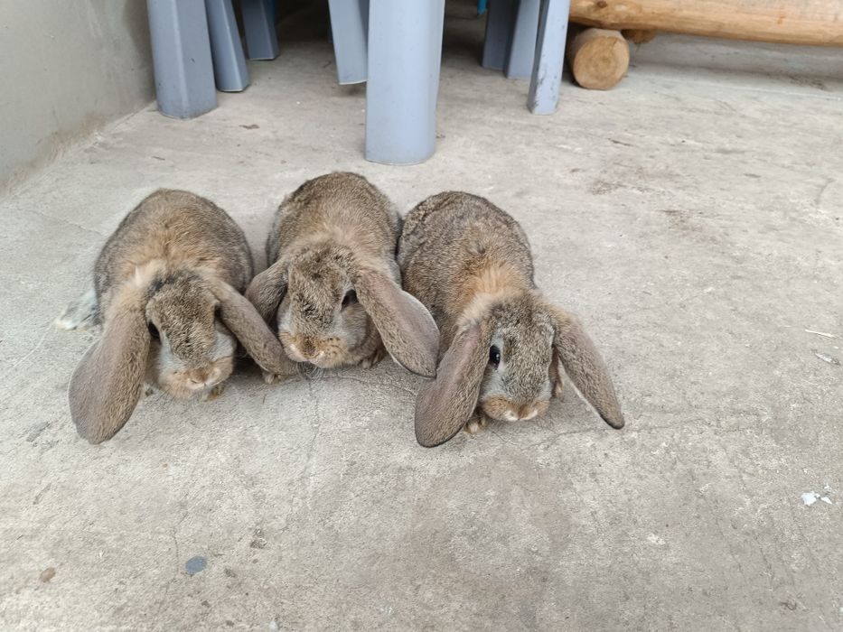 Sprzedam króliki