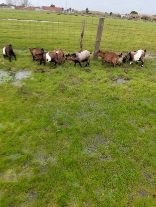 Vendo cabritos anões machos e fêmeas de várias cores com 5 meses