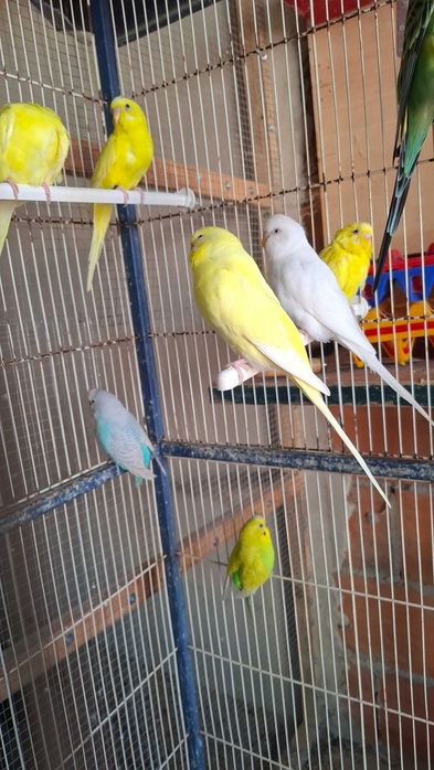 Animais para voarem para outras quintas