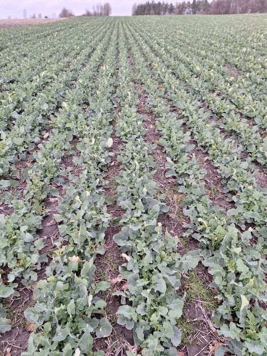 Rzepak siew pasowy strip-till punktowy vaderstad v12