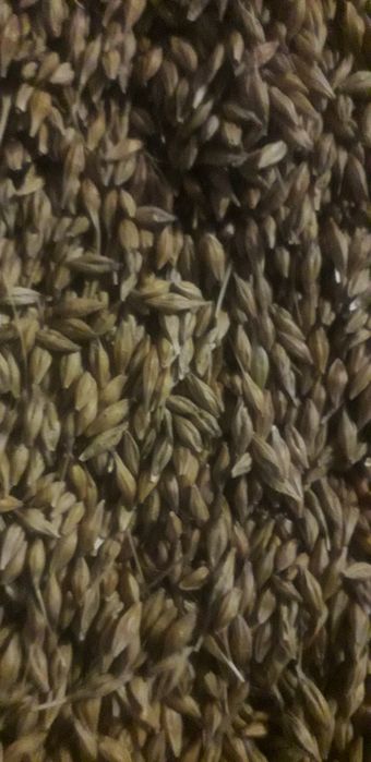 Ячмінь озимий...