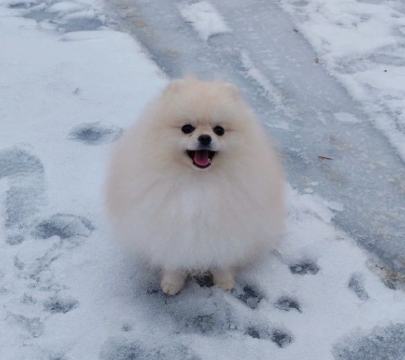 Хлопчик 11 місяців, 20 см