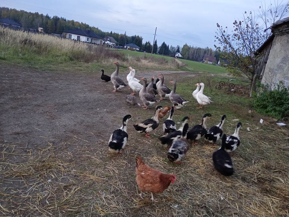 Kacze jaja Zapraszam