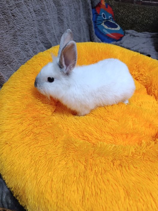 Декоративні кролики