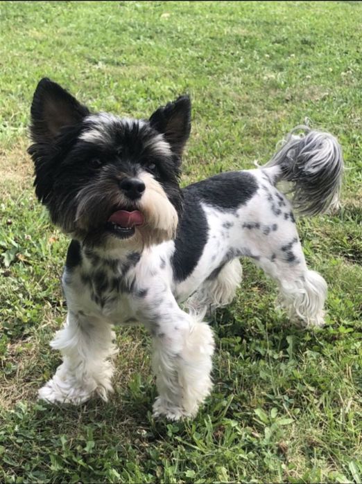 Вʼязка хлопчик Бівер Йорк, триколор, 4 роки.