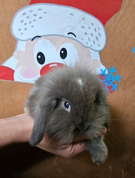 Coelhos anões mini lop