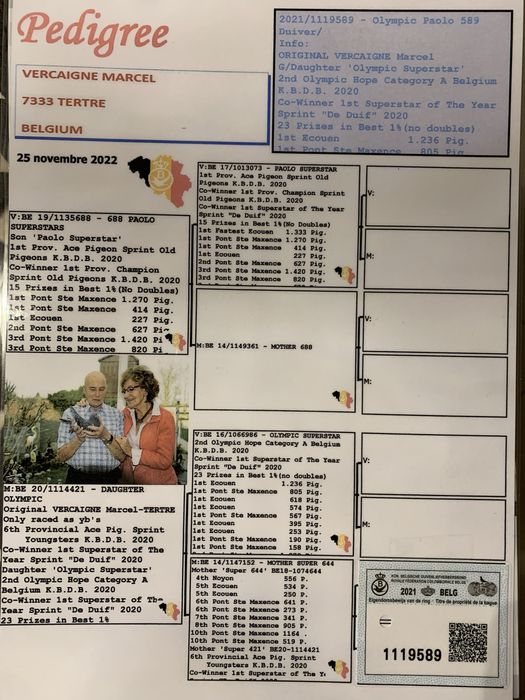 Gołąb młody 100% Marcel Vercaigne