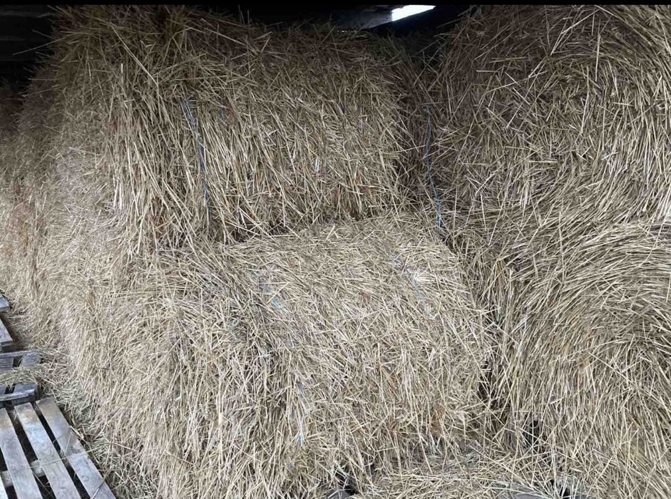 продам солому пшениці