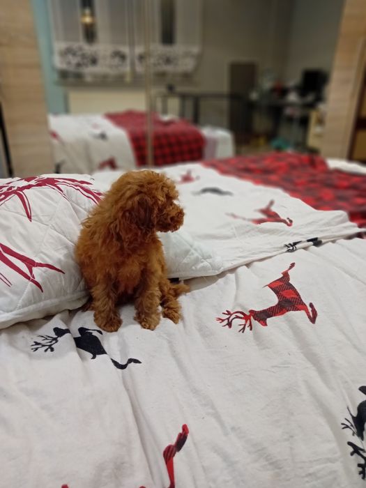 Pudełek toy samiec koło Poznanua