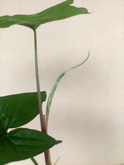 Planta Syngonium albo variegatum