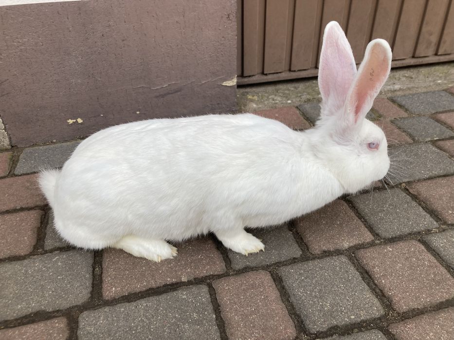 Królik Samica Termondzka