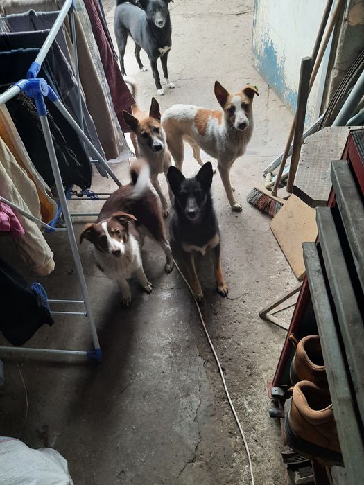 Віддам в добрі руки