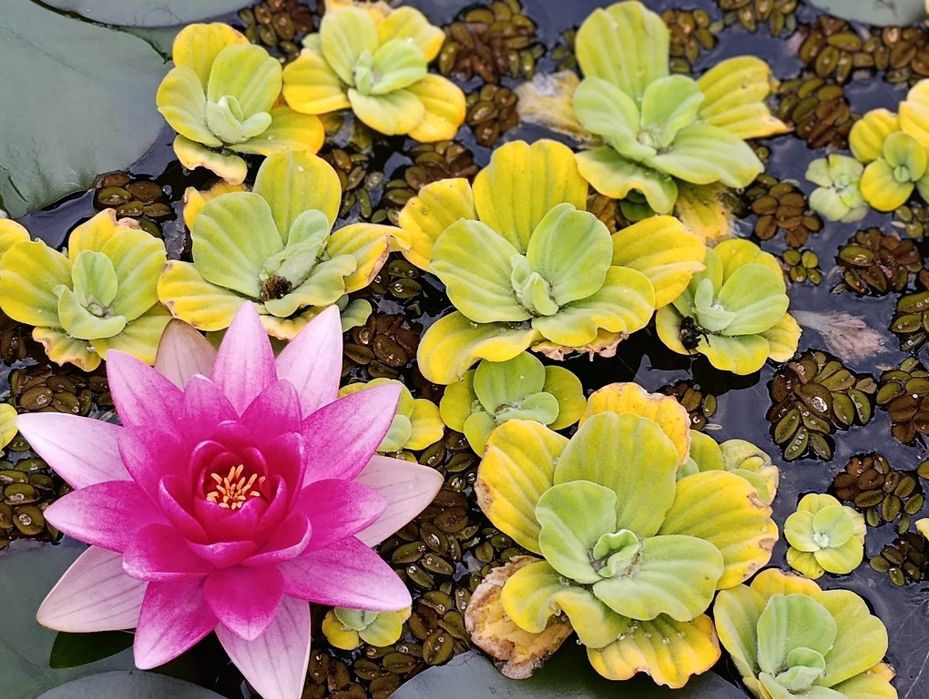 Plantas aquáticas para lago.