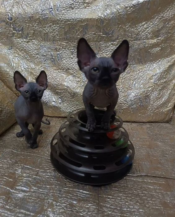 Канадські сфінкси