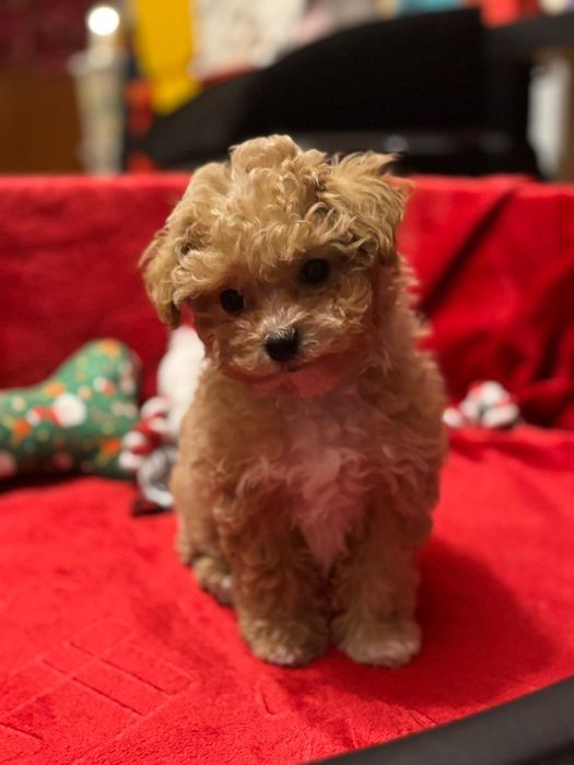 Wyjątkowa suczka rasy Bichpoo/Poochon