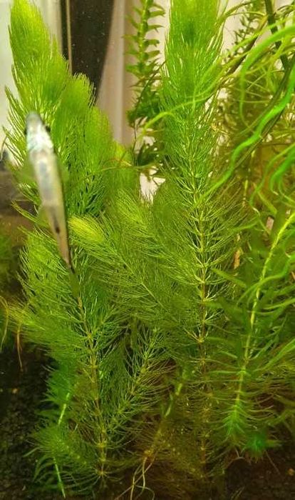 Rogatek (Ceratophyllum demersum)