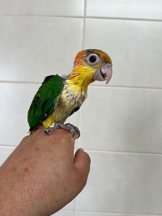 Marianinha Cabeca Canela Calção Amarelo