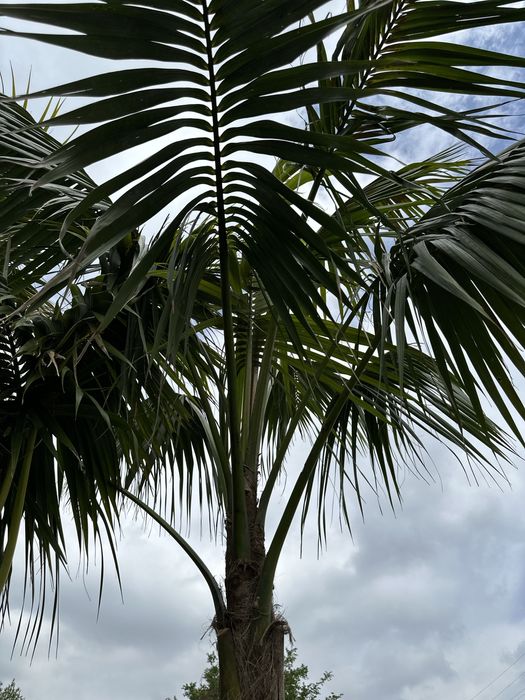 Palmeira Howea fosteriana (kentia) - Exemplares