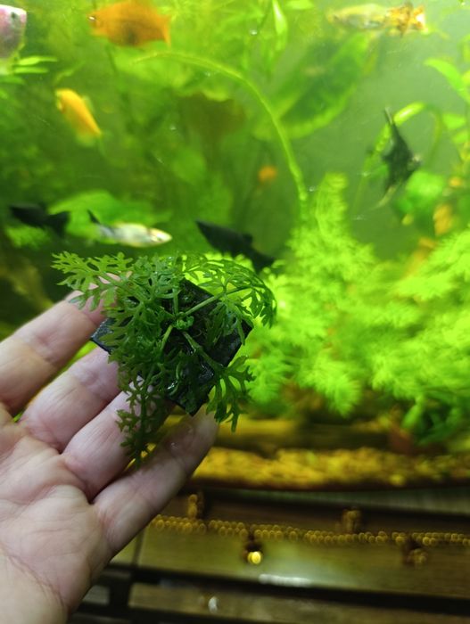 Папороть індійська акваріумна рослина