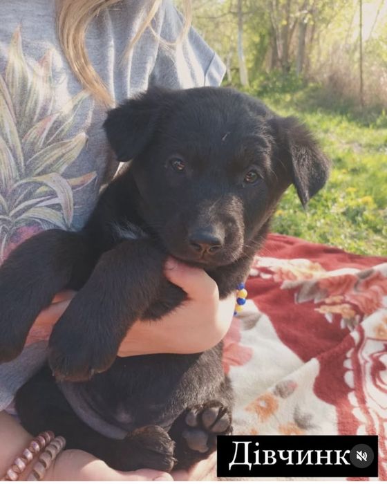 Прилаштовується у добрі ручки !