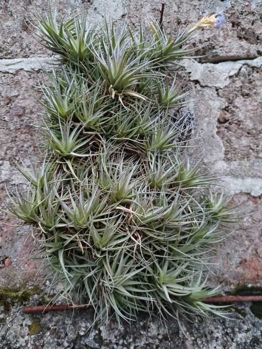 Plantas aéreas (Tillandsia)