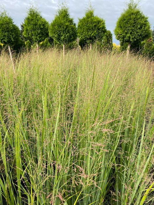 Proso rózgowate NORTHWIND 3L