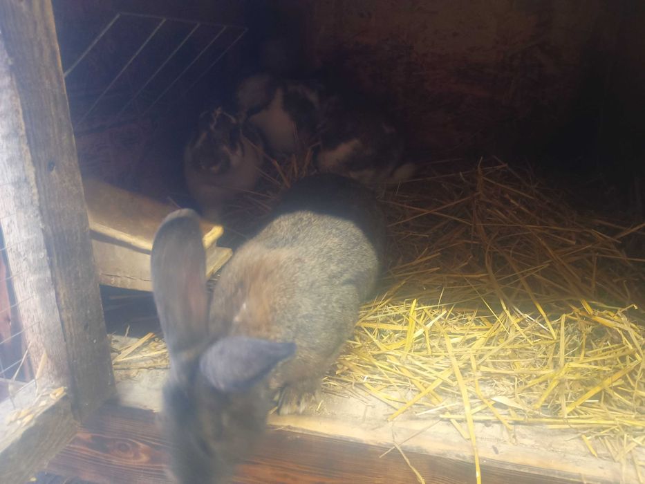 Witam posiadam króliki na sprzedaż.