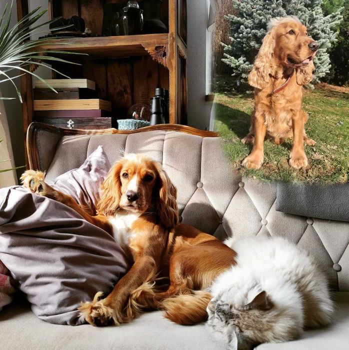Sunia Cocker Spaniel Angielski - pełny rodowód