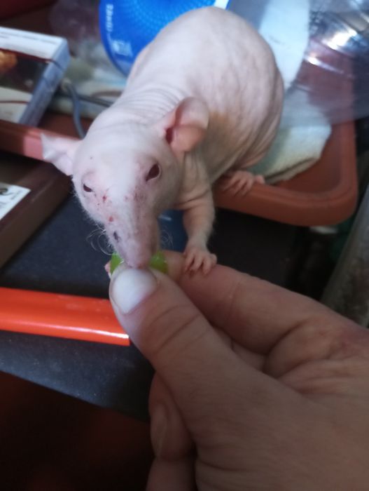 КрысьиДетки#ИщутЛюдейДляЛюбви#СфинксыСимбиоты#