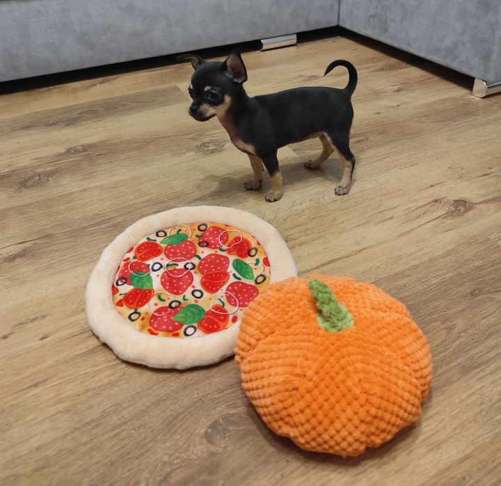 Chihuahua dziewczynka