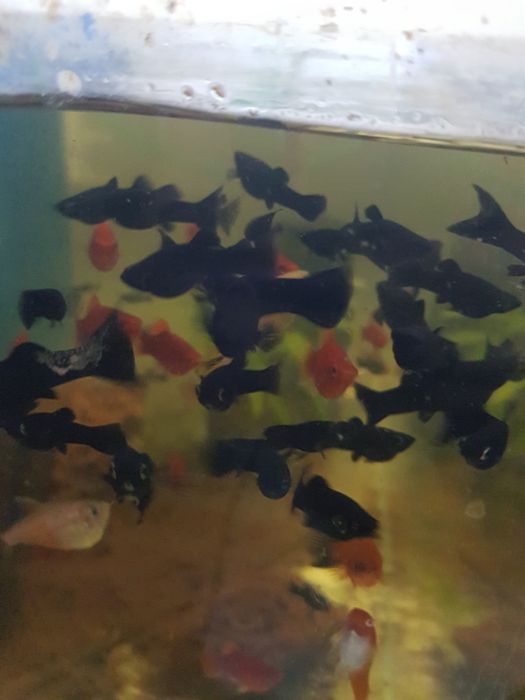 Molinezja księżycowa