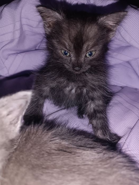 Дві маленькі кішечки принцеси шукають родину!