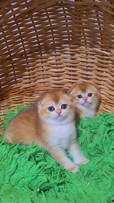 Шикарные медвежьего типа