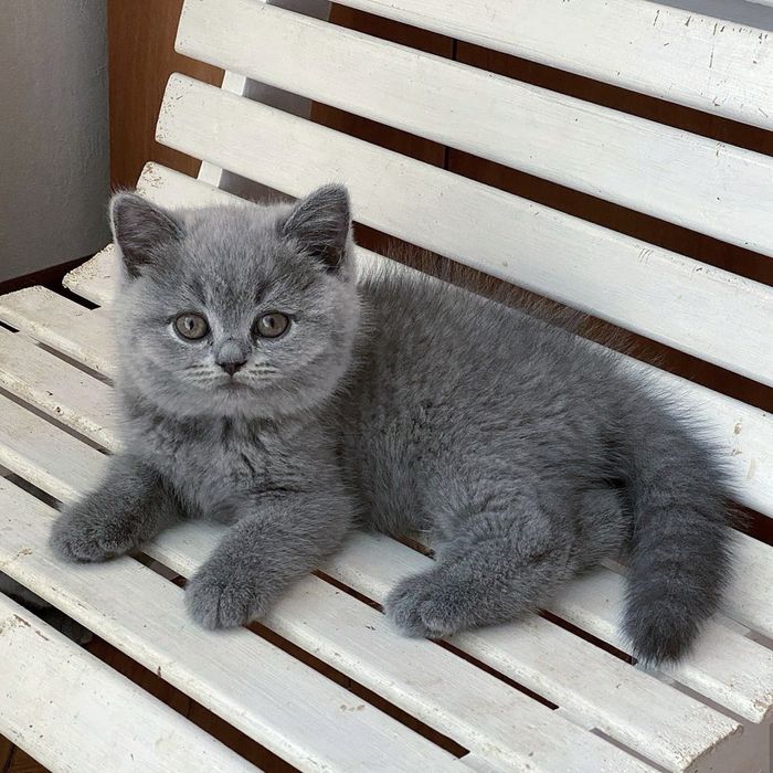 Блакитні британці