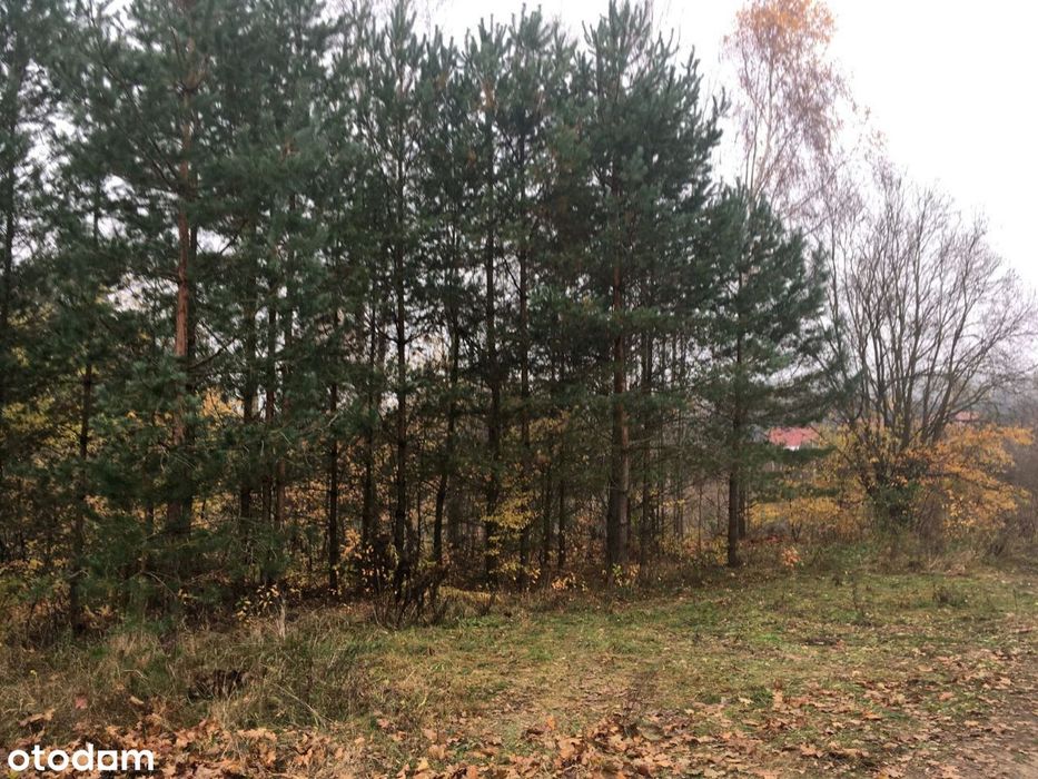 Zielonka 600 m² jezioro Lemańskie - Widok 3