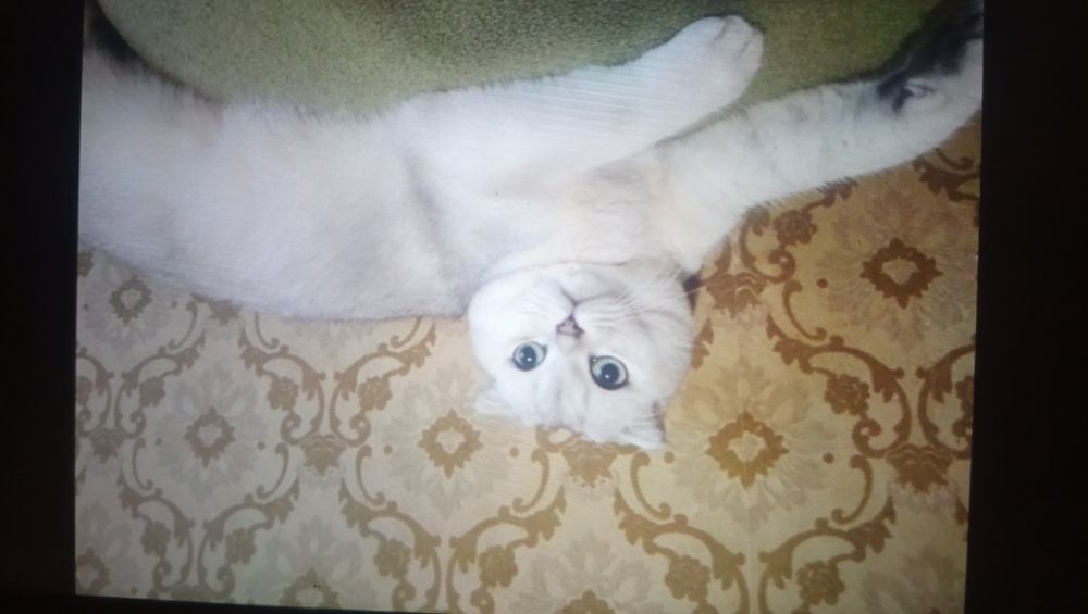 Вислоухие мальчик и девочка