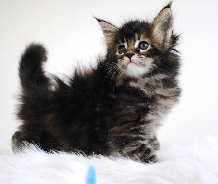 Śliczna koteczka maine coon