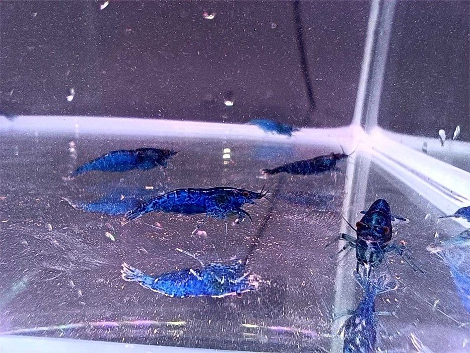 Krewetki Blue Velvet (Gratisy)