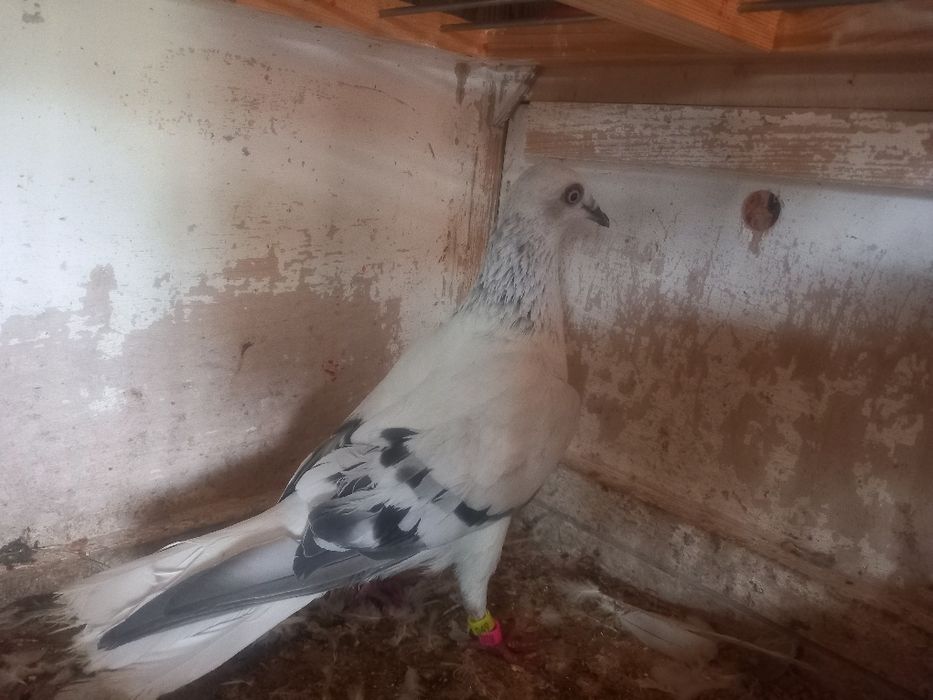 Żałobnik na białym ogonie