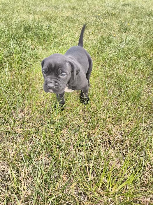 Cane Corso Pies szczeniak