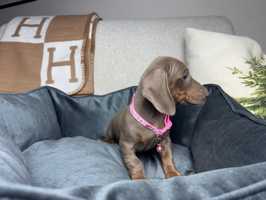 jamnik miniaturowy szczeniak lilac