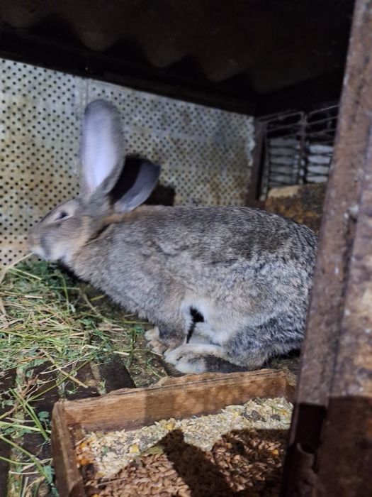Продам кроликов вырощенных  в домашних условиях.